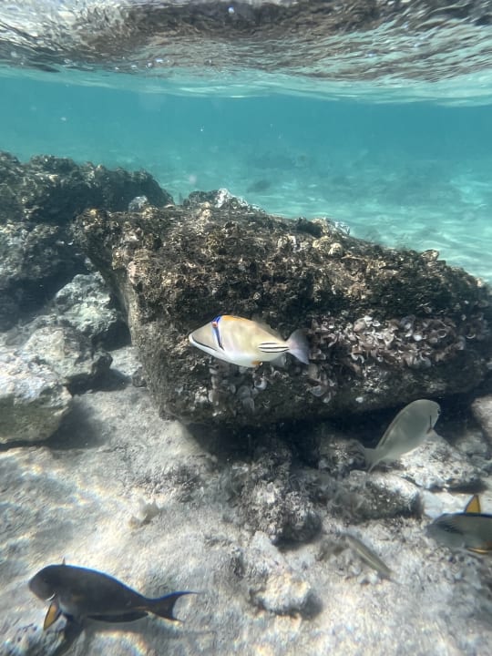 Strand Pickalbatros Sands Hotel - Port Ghalib