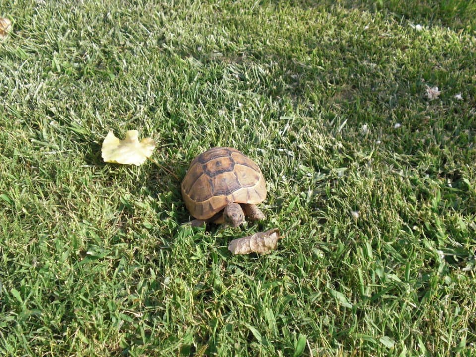 &quot;Schildkröten im Garten&quot; Limak Arcadia Sport Resort (Belek