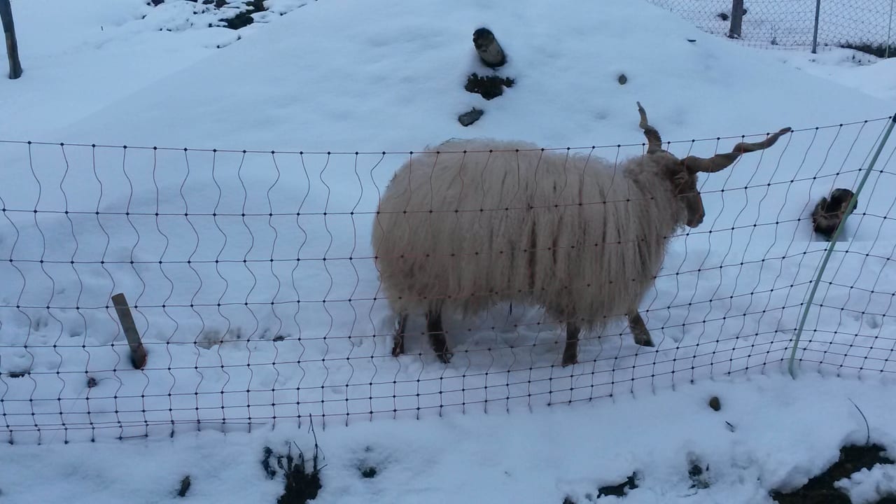 Hausschaf Bauernhof Haus Waldesruh