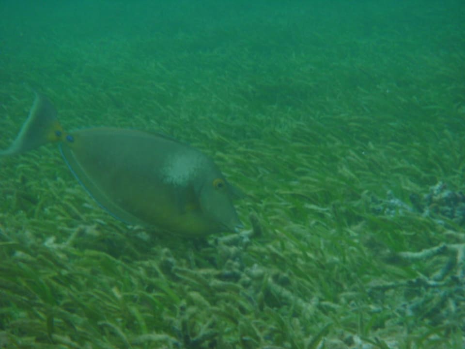 Kurznasen-Doktor Adaaran Select Hudhuran Fushi - Premium All Inclusive