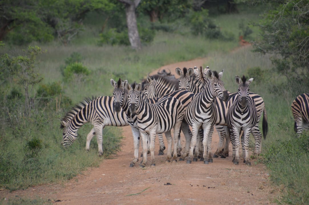 Auf der Pirschfahrt Hotel Pakamisa Lodge