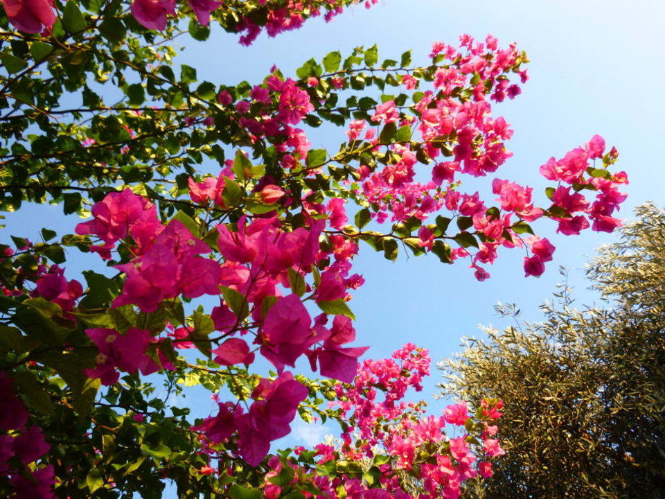 Blumen... TUI KIDS CLUB Alex Beach