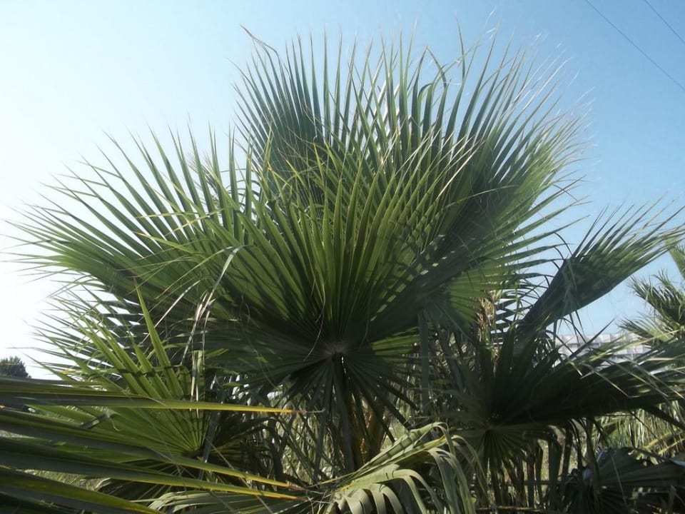 Schöne Palme Hotel Orfeus Park