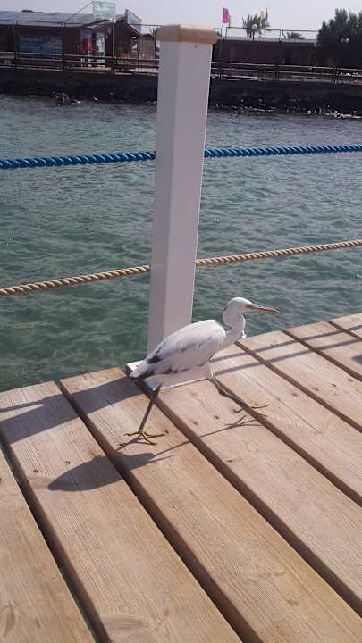 Strand  Pickalbatros Alf Leila Wa Leila Resort - Neverland Hurghada