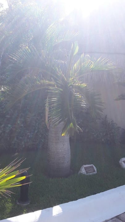 Bäume Catalonia Royal Tulum Beach & Spa Resort - Adults only