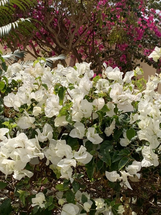 Gartenanlage Hotel Sheraton Soma Bay Resort