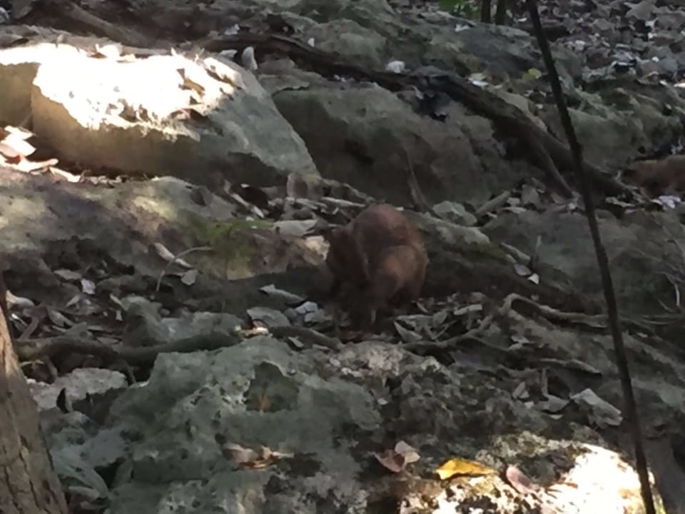 Dschungel Iberostar Waves Tucan