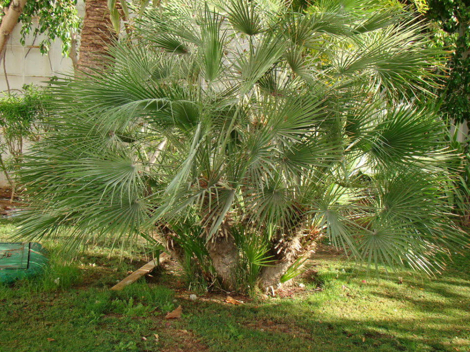 Сад Savoy Sharm El Sheikh