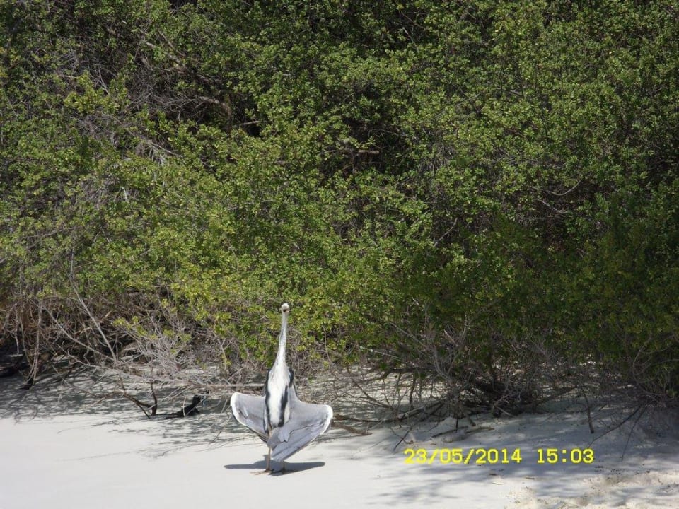 "Einheimlischer"  Thulhagiri Island Resort