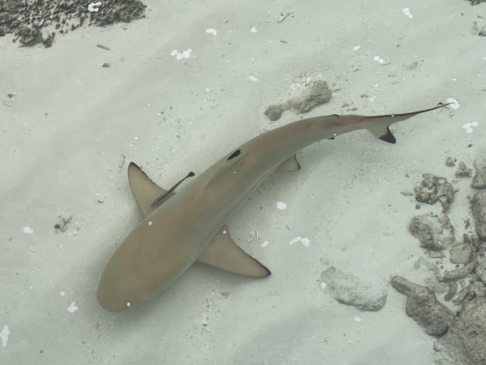 Sport & Freizeit Mirihi Island Resort