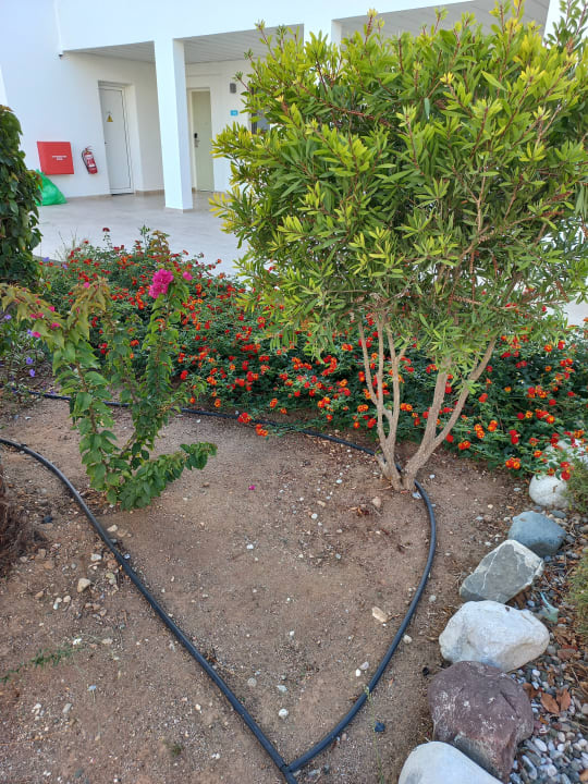 Gartenanlage Atlantica Plimmiri