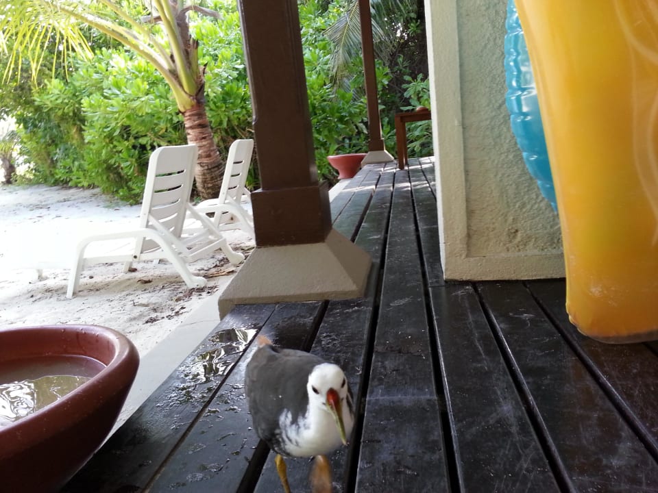 Tuc Tuc Adaaran Select Meedhupparu Island Resort - Premium All Inclusive