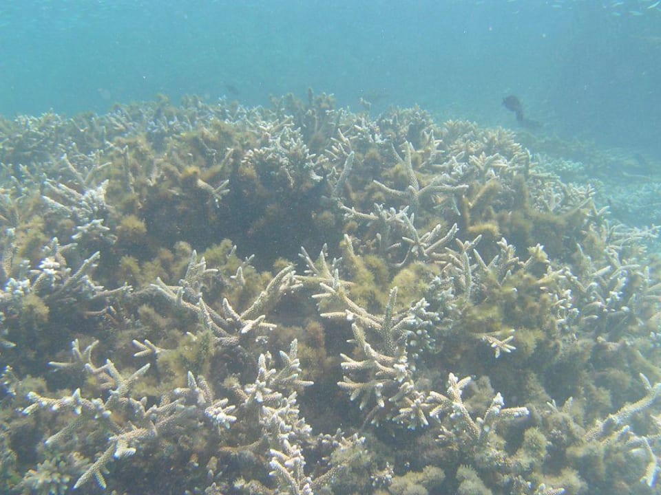 Korallen Summer Island Maldives