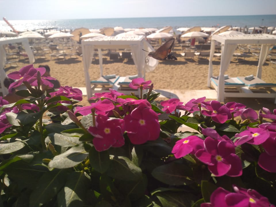 Ausblick Hotel Victoria Frontemare