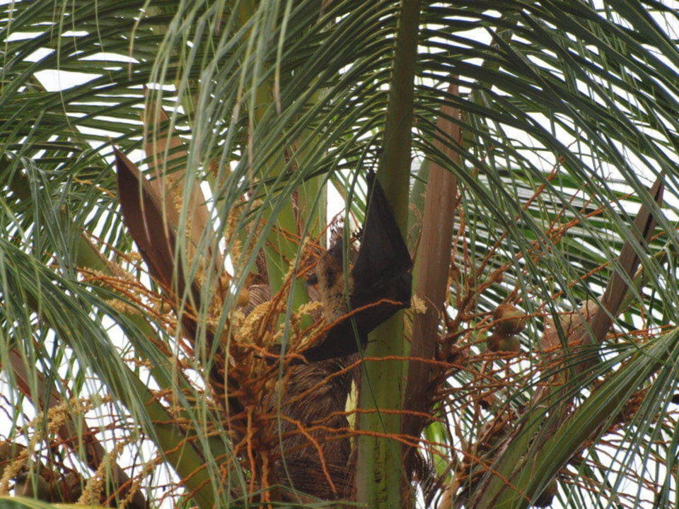 Flughund Kuramathi Maldives