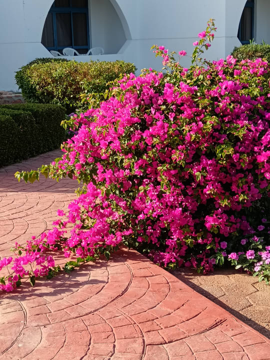 Gartenanlage Three Corners Equinox Beach Resort