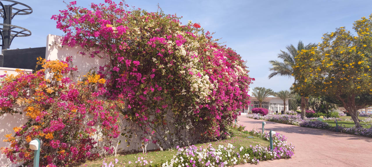 Ausblick Desert Rose