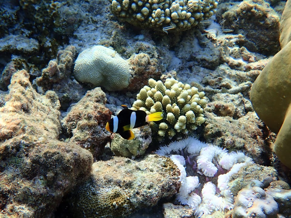 Sport & Freizeit Filitheyo Island Resort