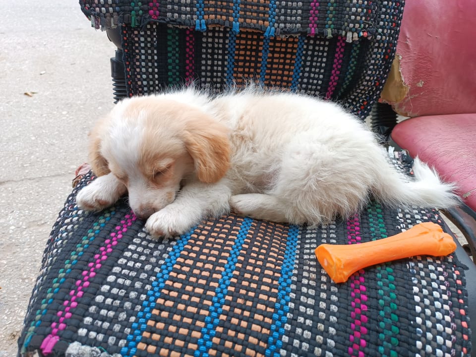 Pool Seaden Sea World Resort & Spa