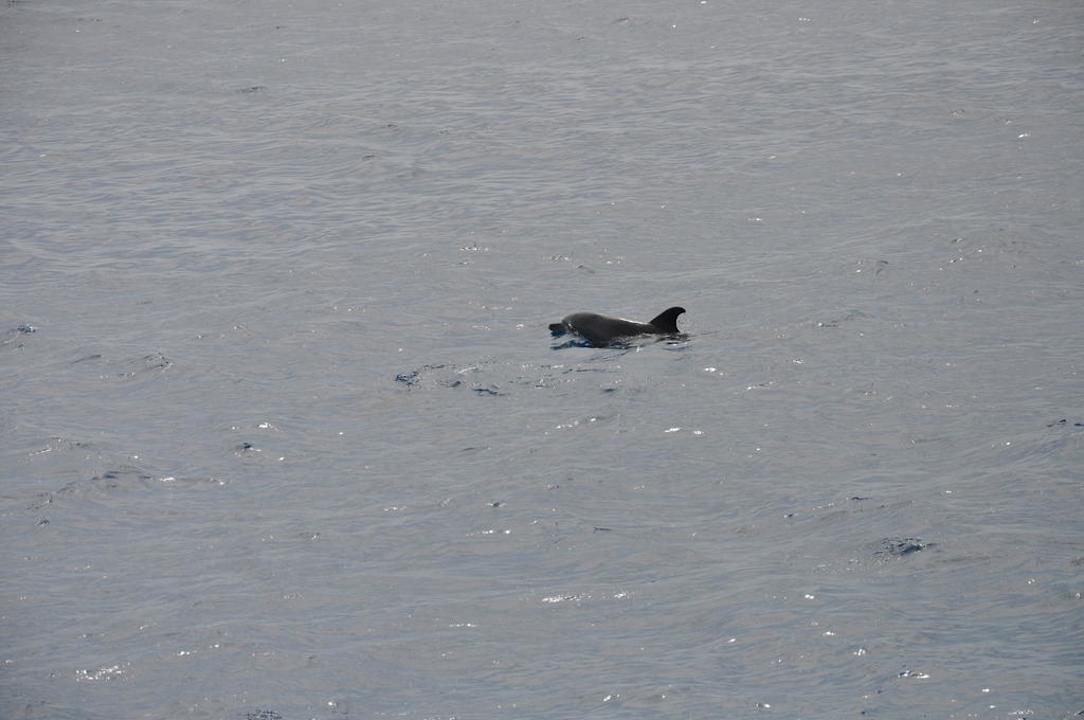 Delfin Pickalbatros Palace Resort