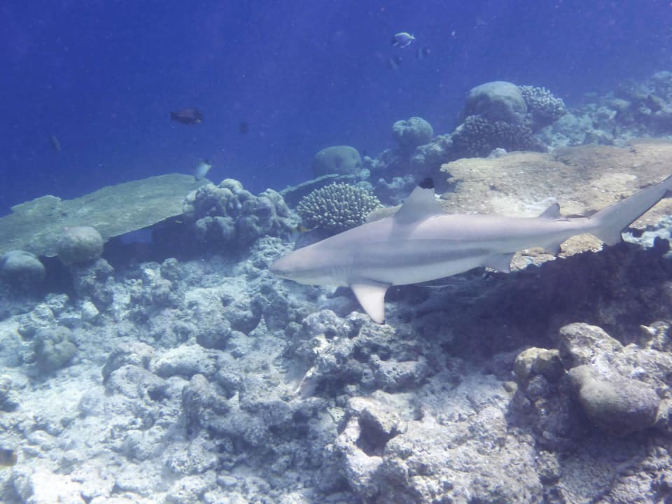 Schnorcheln Kuramathi Maldives