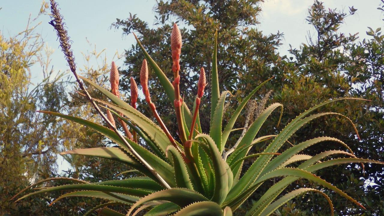 Palmenbereich Hotel Riu Tikida Garden - Adults Only