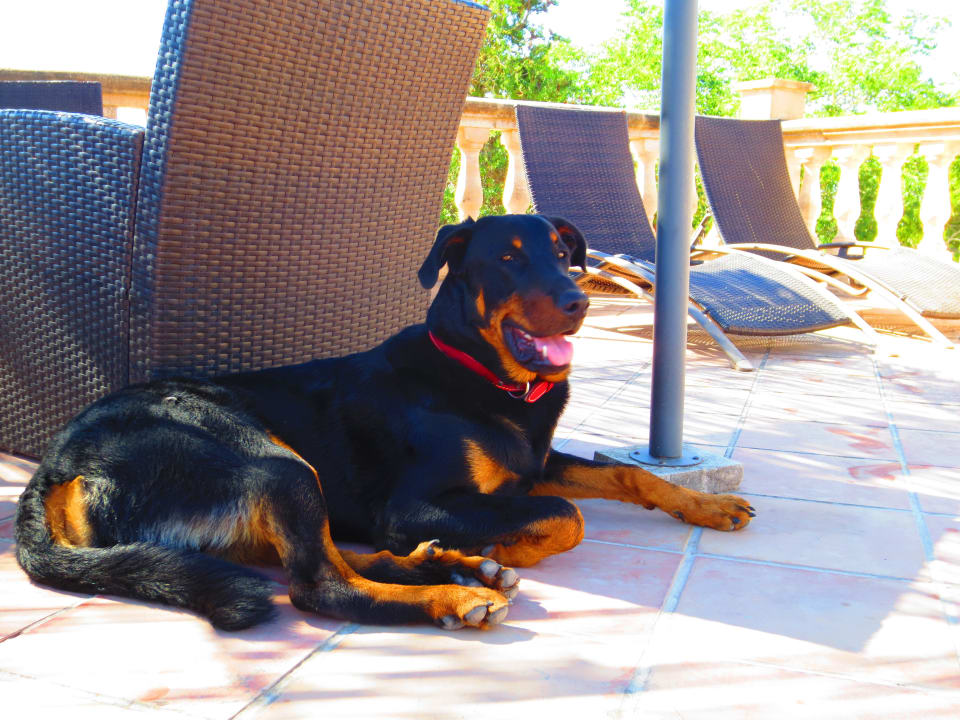 "Amigo" - liebevoller Aufpasser Fincahotel Son Baro