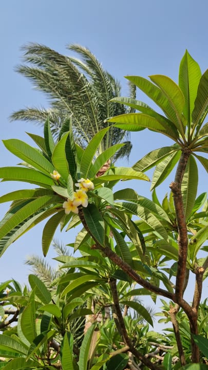 Gartenanlage Steigenberger Coraya Beach - Adults only