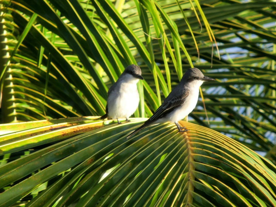 Gefiederte Freunde Hotel Coconut Beach Club