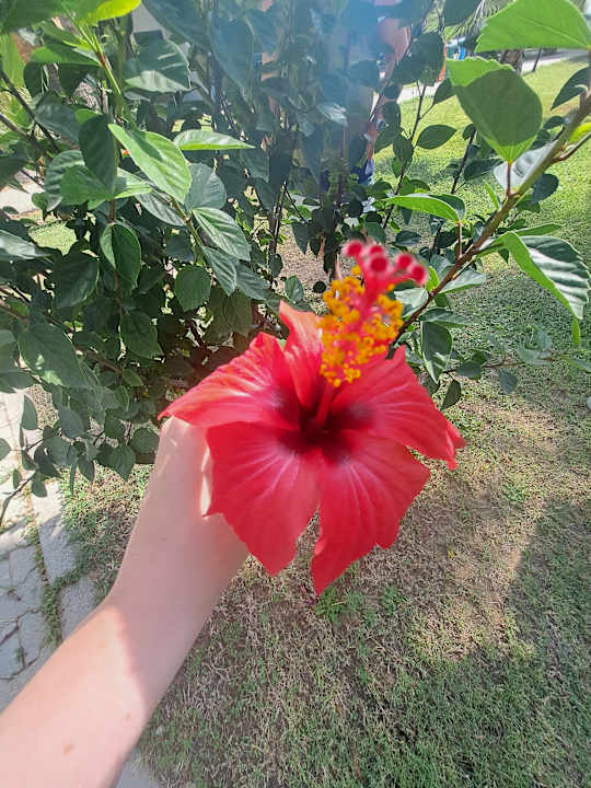 Sonstiges Sultan of Dreams Hotel & Spa