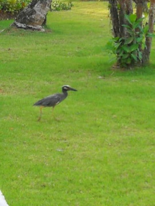 Gartenanlage Grand Palladium Punta Cana Resort & Spa