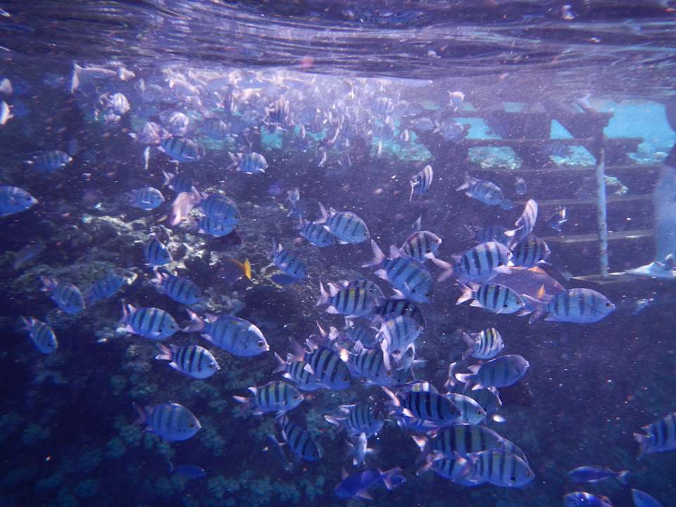 Wie im Aqarium The Grand Hotel Sharm El Sheikh