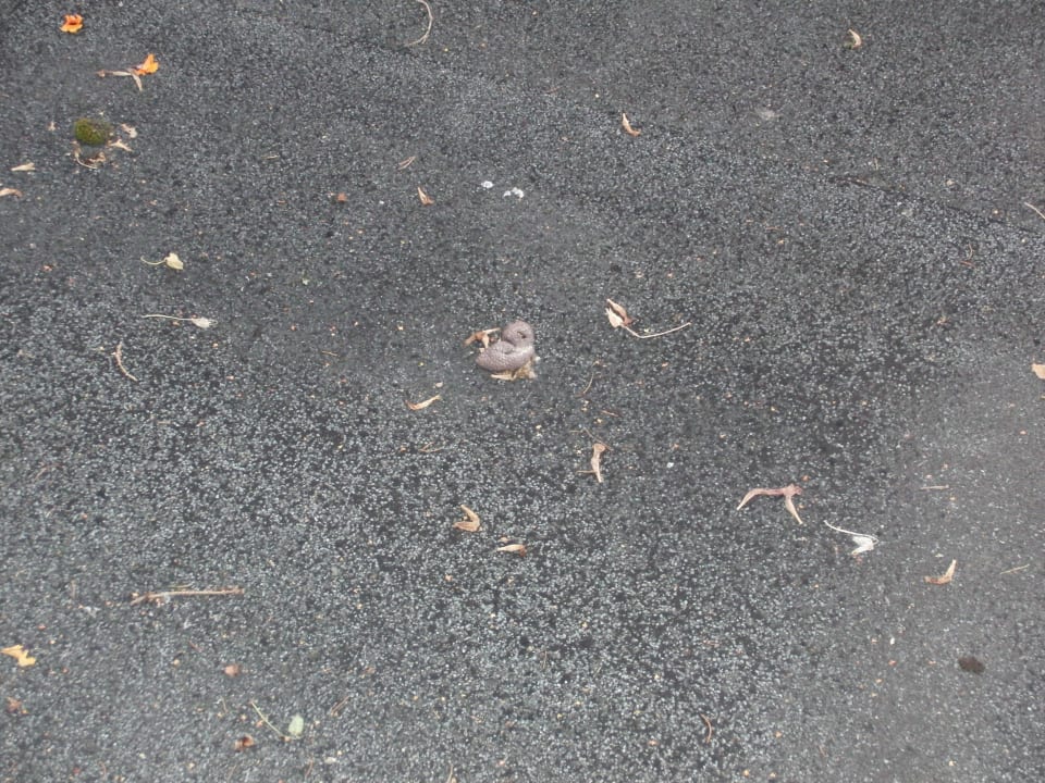 Dach des Steakhauses Hotel Schlossblick