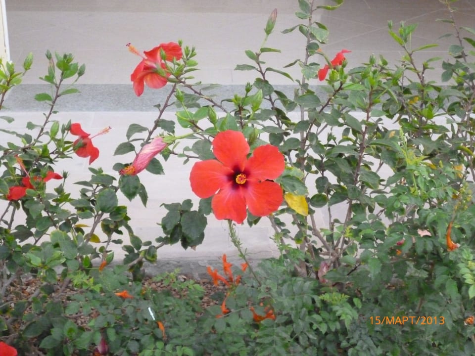 Сад Stella Garden Resort & Spa, Makadi Bay