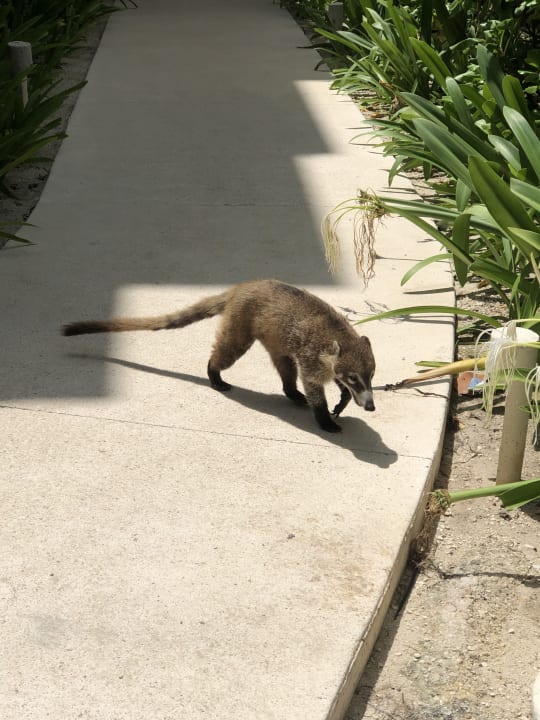 Gartenanlage Akumal Bay Beach & Wellness Resort