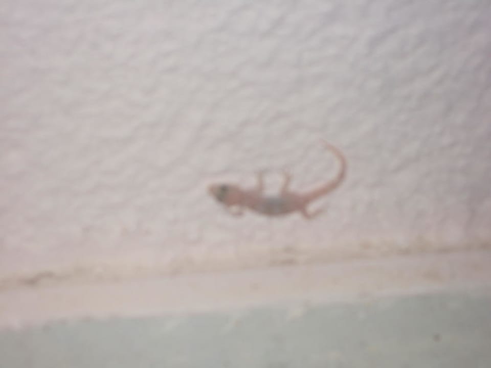 Gecko VONRESORT Golden Beach