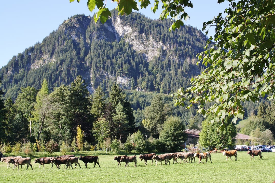 Legendäre Viehscheid im September Gästehaus Im Stillen Winkel