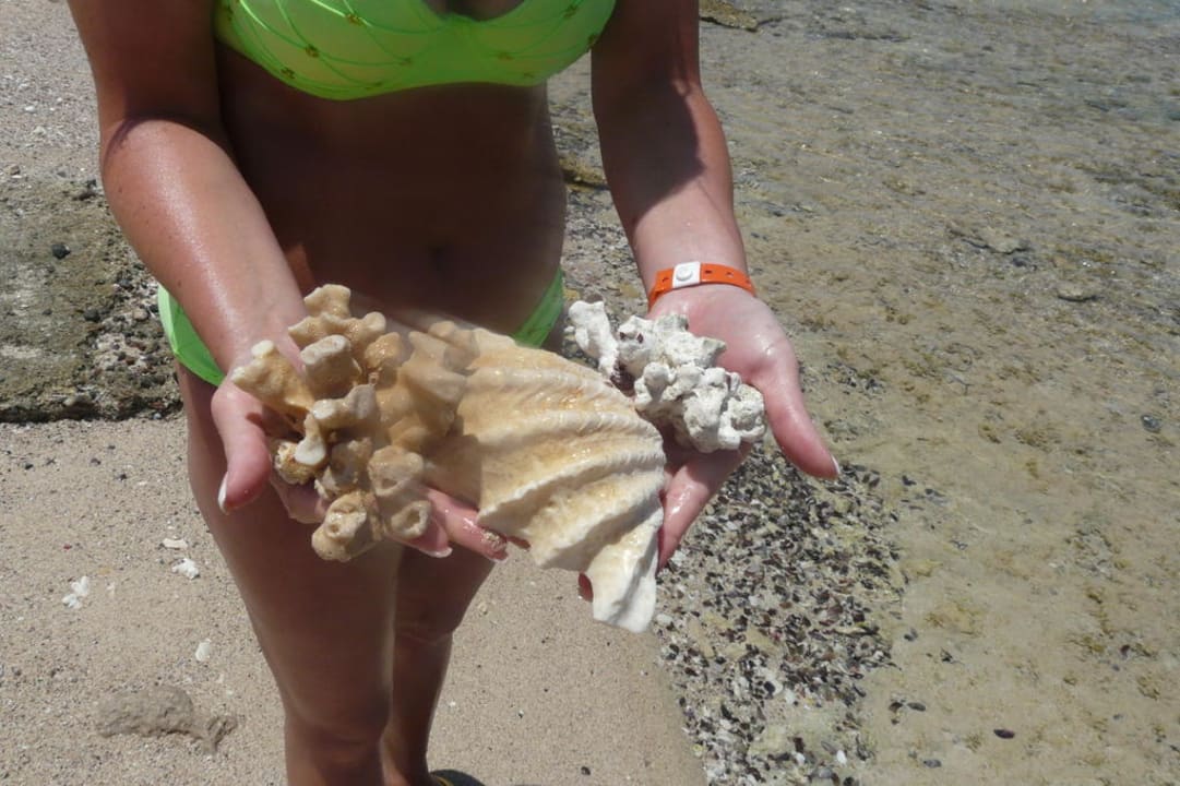 Muszle na plaży Three Corners Sea Beach Resort