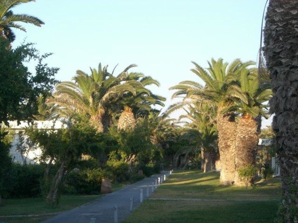 Garten mit vielen Palmen Civitel Creta Beach