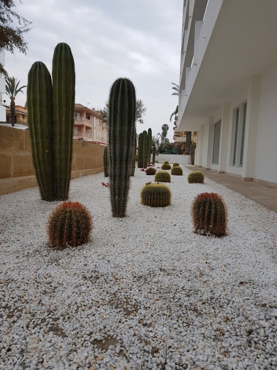 Gartenanlage The Sea Hotel by Grupotel - Adults only