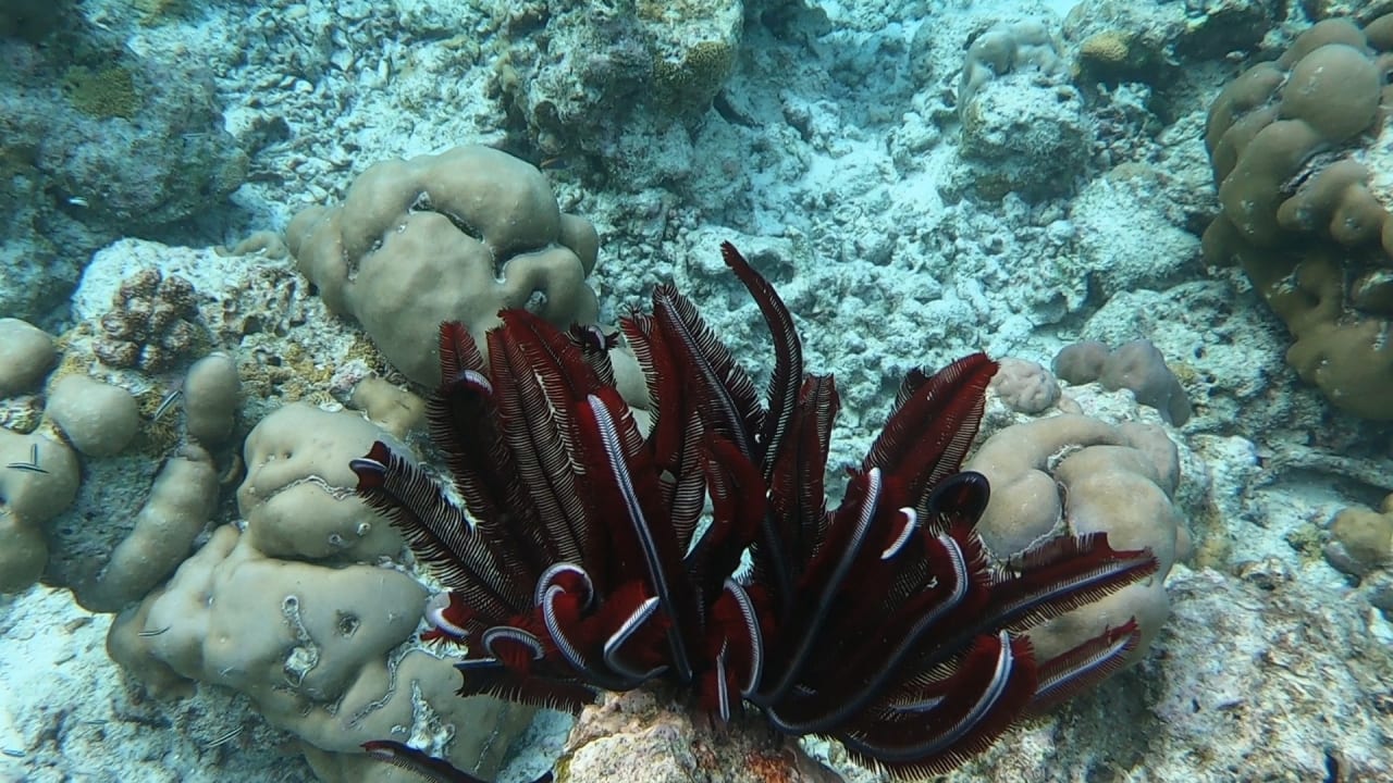 Sport & Freizeit NH Collection Maldives Reethi Resort