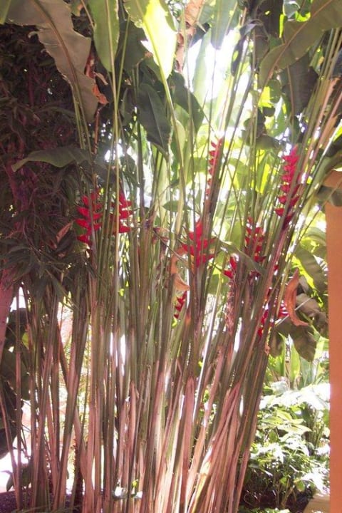 Grünanlagen Hotel Cordial Mogán Playa