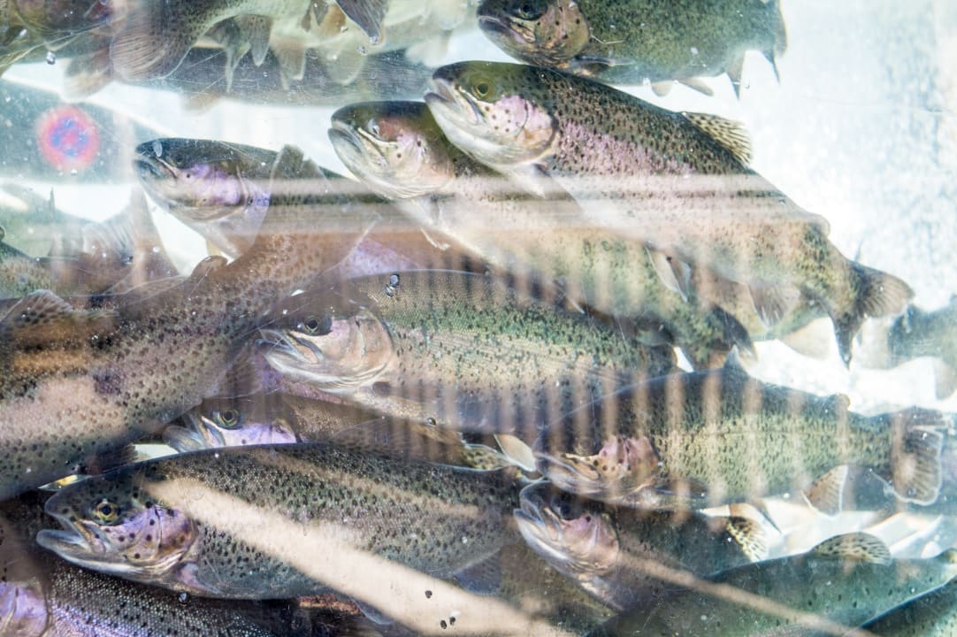 Gastro Apart-Hotel Forellenhof