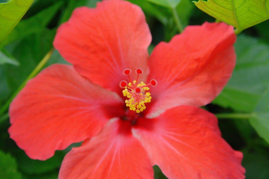 Hibiscusblumen im Sofitel Sofitel Imperial Resort & Spa