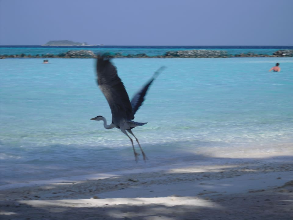 Fischreier Summer Island Maldives