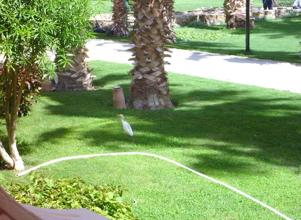 Gartenanlage Beach Albatros Resort