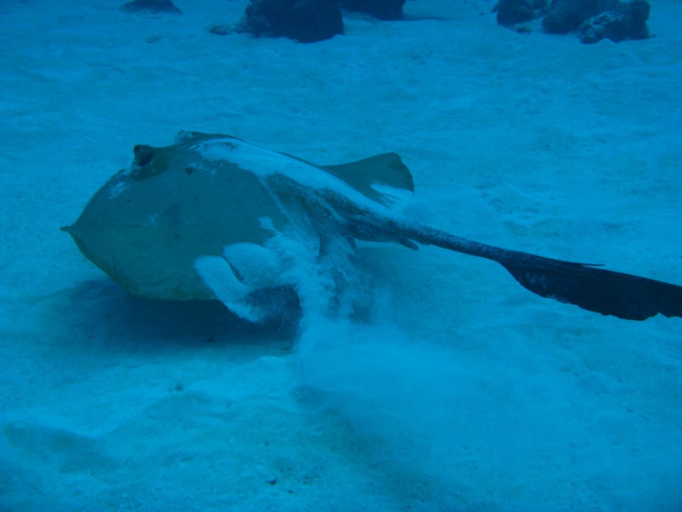 Federschwanzrochen Summer Island Maldives