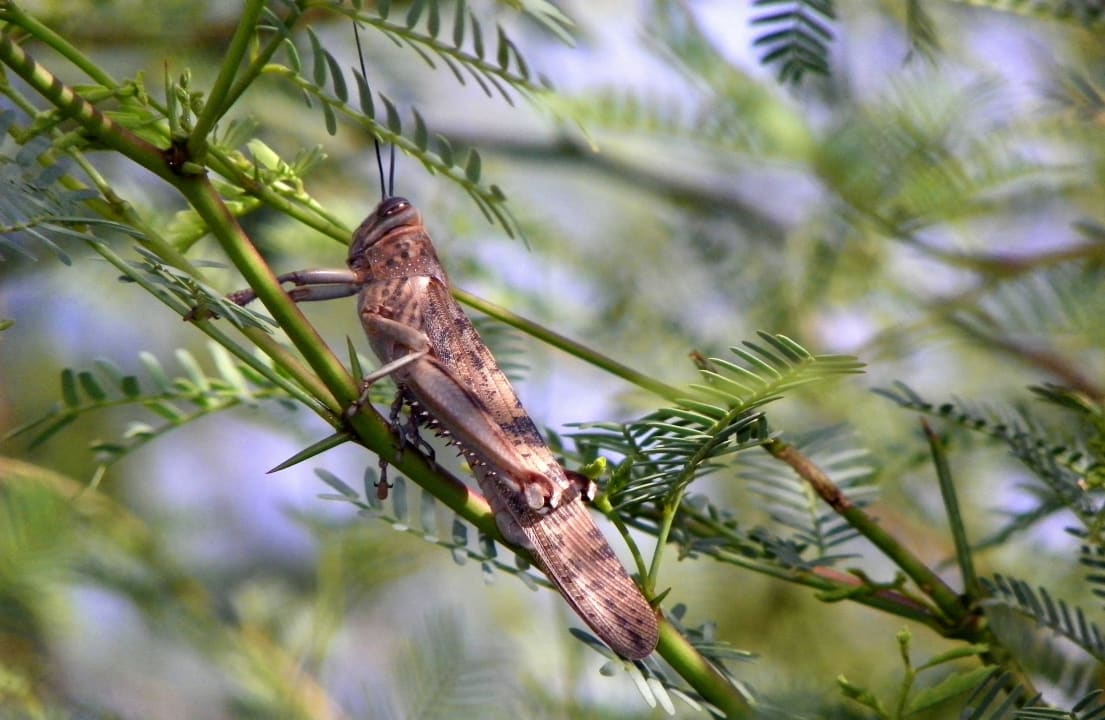 Heuschrecke Hotel Riu Touareg