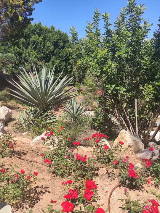 Gartenanlage Ona Palmira Paguera