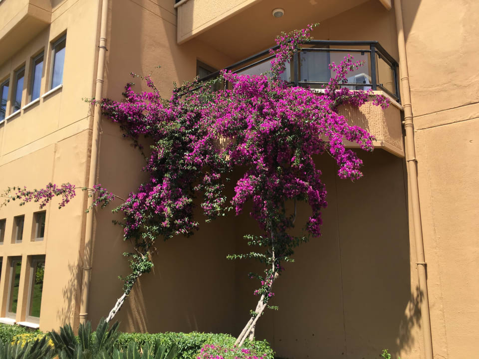 Balkon Asteria Family Belek